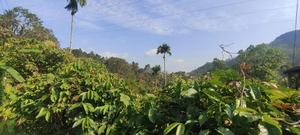 Riya Home Stay Munnar Anaviratty Eksteriør bilde